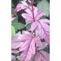 皇家雨点，紫色王子，接穂。