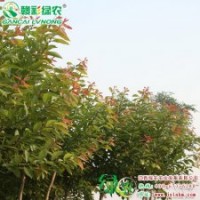 红叶柳 彩柳小苗供应包存活