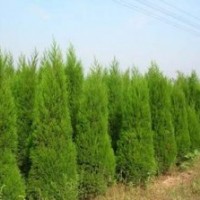 蜀桧_蜀桧价格_蜀桧批发厂家