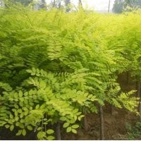 金枝槐价格_金枝槐小苗批发价