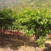 供应青岛樱花苗木樱花