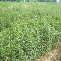 大叶女贞小苗当年生 800-1000 各种规格枫杨