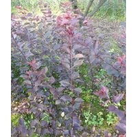 常年出售供应大量红梅小苗