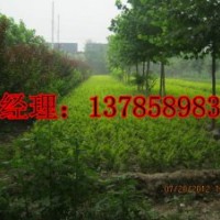 河北深州高大英苗圃供应50公分高金叶女贞