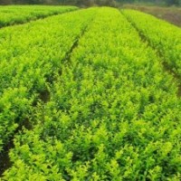 四季桂、红叶石楠、茶花、茶梅、红花继木、杜鹃、夏鹃、金森女贞