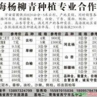 供应云杉 油松 旱柳 白榆 杨树 河北杨 山杏 新疆杨 垂柳