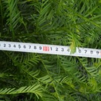 50-90公分红豆杉苗只卖1元买到即赚到