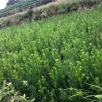 泉州罗汉松，泉州苗圃基地，供应泉州罗汉松。