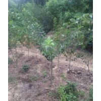 大量出售批发柞棒苗柞榛小苗多种规格