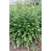 南方红豆杉60-80公分高