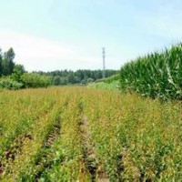 朴树小苗2-10cm价格面议。