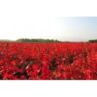 日本红枫1年苗，2年苗，3年苗.....价格面议。