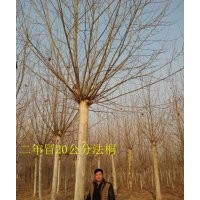 低价供应18-20公分二年冒造型法桐 济宁法桐