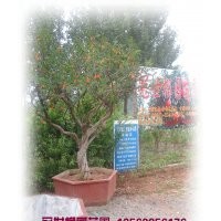 供应石榴树，石榴盆景，石榴绿化树