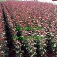 山东泰山苗木花卉繁育基地