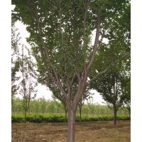 供应天津3、4、5公分府海棠、西府海棠价格,山东泰安泰和苗圃