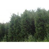 供应南平罗汉松农户低价出售