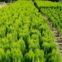 蜀快，龙柏，,刺柏，地柏便宜了.各种苗木,,,