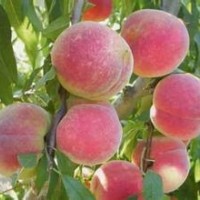 专业供应品种纯正桃树苗 嫁接桃树苗 专业培育优质桃树苗 易成活