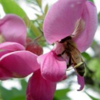 紫花刺槐小苗价格