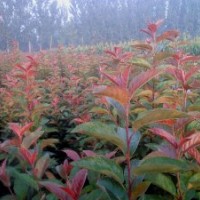 长期供应北美系列海棠苗 直销优质珠穆朗玛绚丽高原之火等树苗