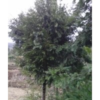 供应红豆杉，南方红豆杉