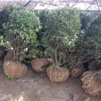 山东招远冬青球苗价格