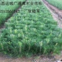 30公分营养杯白皮松大量低价优惠供应