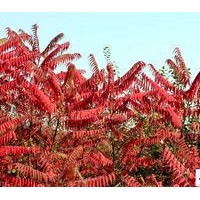 供应山西优质火炬 白皮松 优质苗木