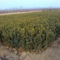 供应山东大叶黄杨工程苗
