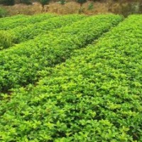 四季桂小苗，月月桂小苗，四季桂球，月月桂球