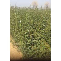 大叶女贞小苗，河南大叶女贞小苗，大叶女贞苗基地