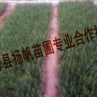 供应10-50公分白皮松小苗，50-80公分白皮松