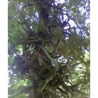 出售皂角树苗
