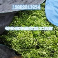 小叶黄杨苗价格低品质好黄杨树1-3公分供应