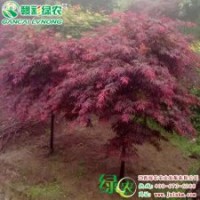 石榴红羽毛枫 羽毛枫报价 羽毛枫图片 羽毛枫基地|江西绿农