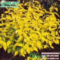 金叶红瑞木 2014最具发展小苗 金叶红瑞木落叶灌木