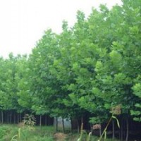 法桐小苗绿化树种的市场需求量较大