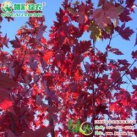 北美红栎 叶子性状美丽 色彩鲜艳 优良城市观赏树种 北美红栎 树