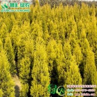 金冠柏 灌木 树干直立 抗旱抗寒 喜光 金冠柏树苗供应批发零售|江