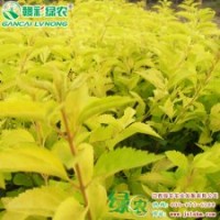 金色年华“金宝石” 优质彩叶树种 金色年华“金宝石”小苗供应批