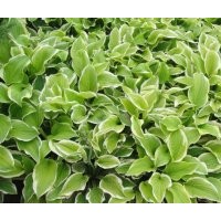 大量出售优质金边玉簪