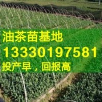 油茶苗基地,白花油茶树苗,油茶的种植