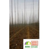 1.5、2、2.5、3米速生白蜡小苗低价出售