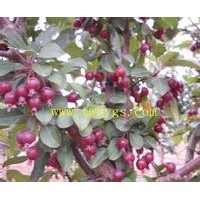 海棠苗木---皇家雨点