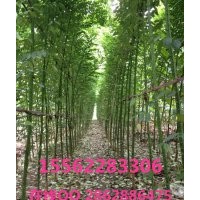 国槐 济宁国槐基地 精品苗木 量大从优