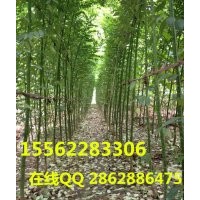 国槐 正宗国槐 专业种植