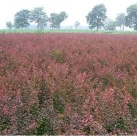 蜀快，龙柏，刺柏，地柏便宜了各种苗木