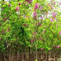 供应香花槐、国槐苗、刺槐苗