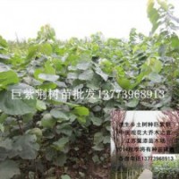 2米高巨紫荆树苗全国包活发苗速生观花大乔木之首